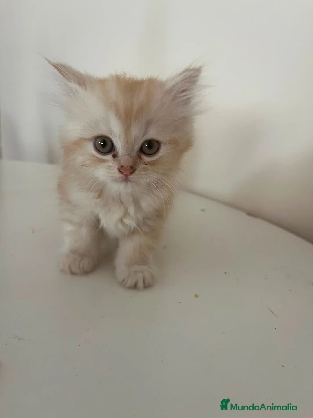 Persa gatos en venta: Gatos persas  - Anuncio 1