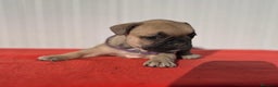 Bulldog Francés perros en venta: Bulldog francés cachorros Fwan  - Anuncio 15