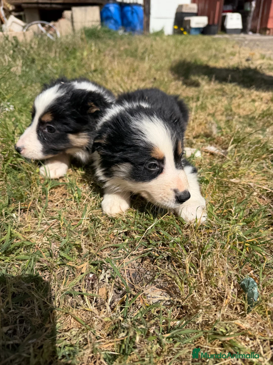 Border Collie perros en venta: Border collie  - Anuncio 2