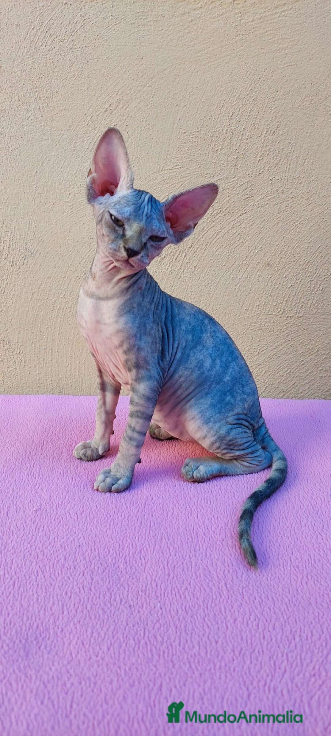 Sphynx gatos en venta: Preciosa hembrita tortuga tabby  - Imagen 3