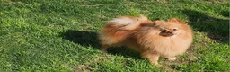 Pomerania perros en venta: POMERANIA JOVEN GEN MERLE - Anuncio 1