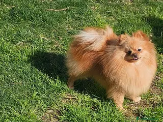 Pomerania perros POMERANIA JOVEN GEN MERLE - Anuncio 1