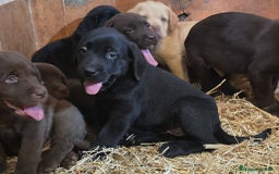 Labrador Retriever perros en venta: Camada de Labradores - Imagen 2