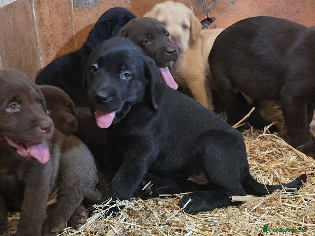 Labrador Retriever perros en venta: Camada de Labradores - Imagen 2