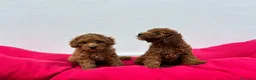 Caniche Toy perros en venta: Caniche toy - Anuncio 2