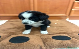 Border Collie perros en venta: Border collie - Imagen 13