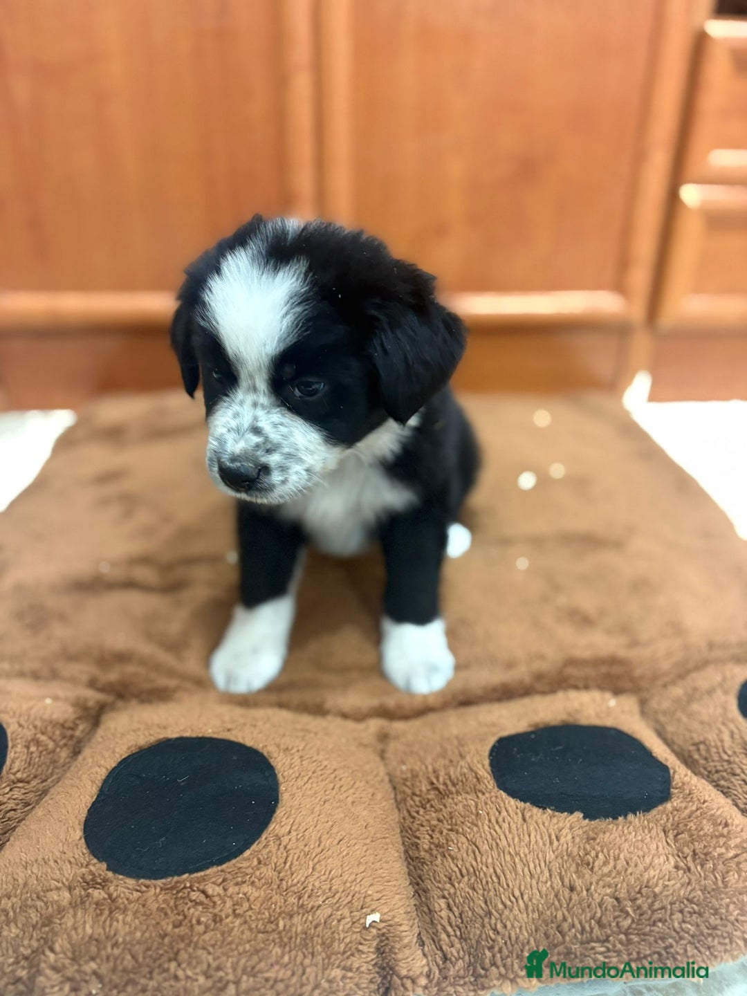 Border Collie perros en venta: Border collie - Imagen 13