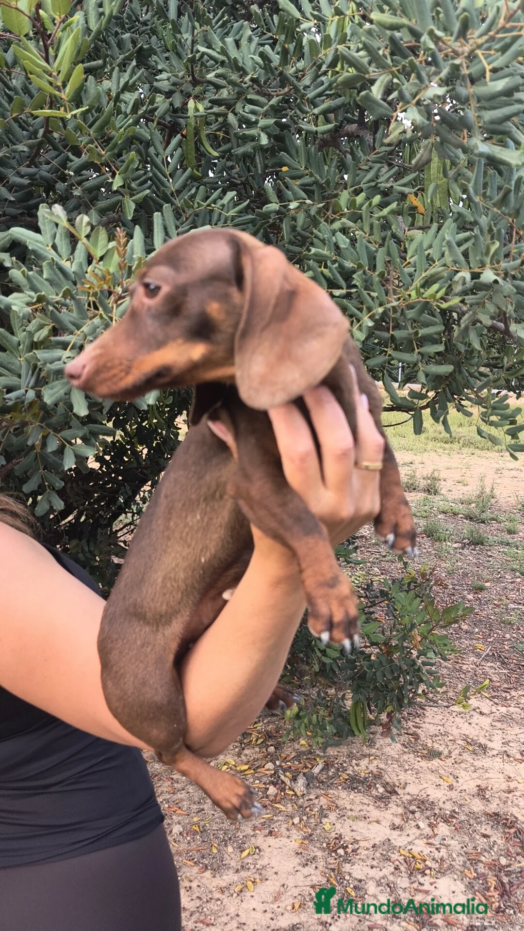 Teckel Miniatura perros en venta: Teckel hembra kanichen  - Anuncio 8
