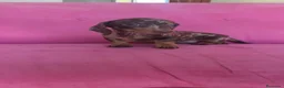 Teckel Miniatura perros en venta: Teckel Kanichen hembra Arlequín chocolate 🍫 - Anuncio 10