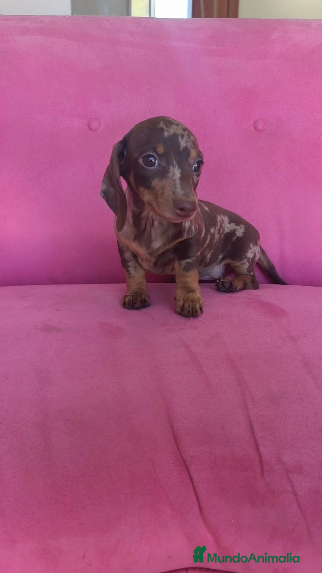 Teckel Miniatura perros en venta: Teckel Kanichen hembra Arlequín chocolate 🍫 - Anuncio 10