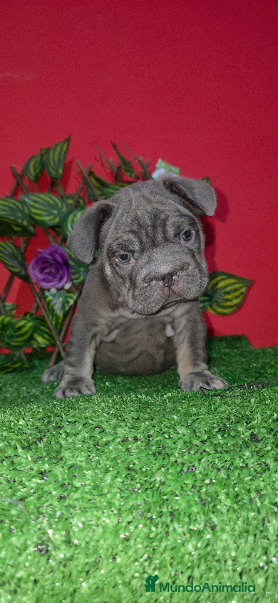 Bulldog Francés perros Frenchis  bulldog  - Anuncio 1