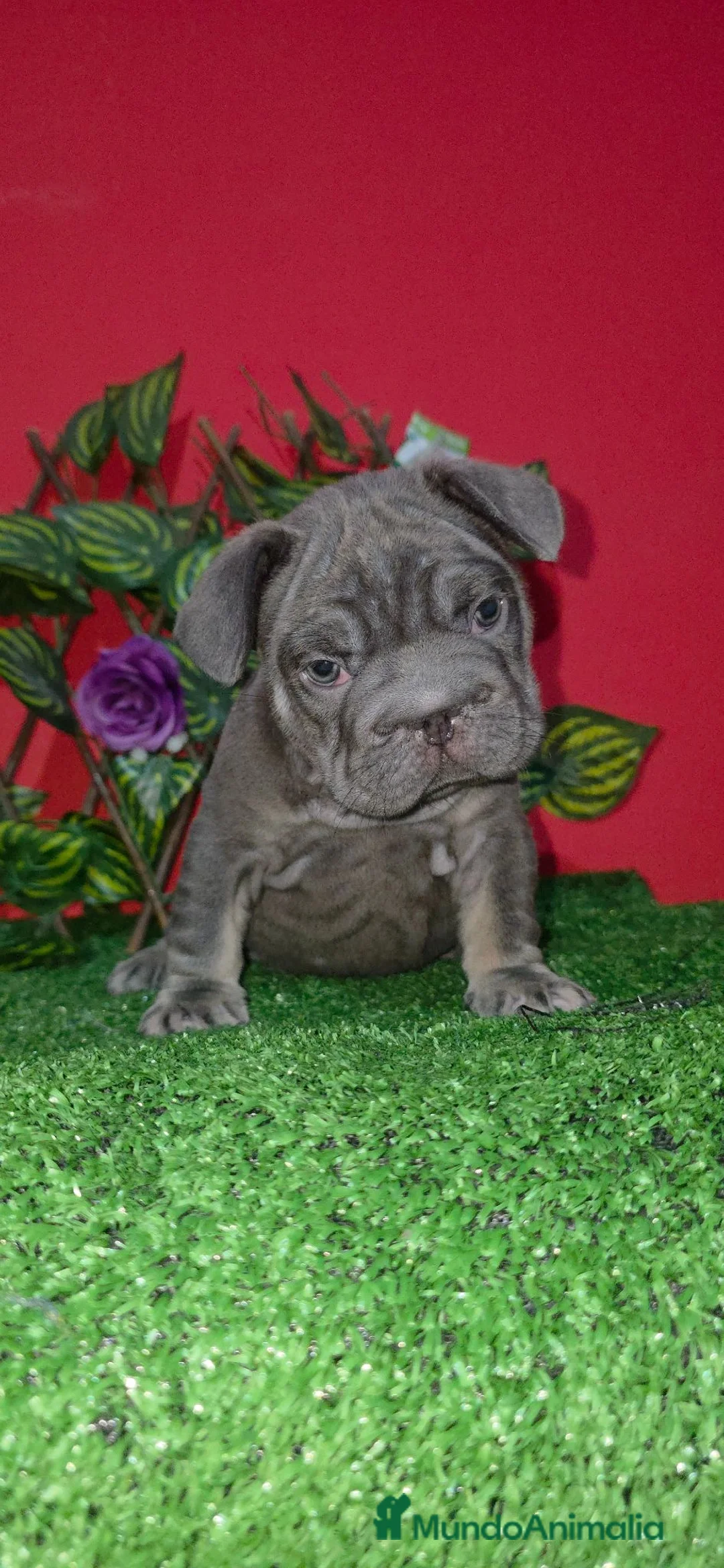 Bulldog Francés perros en venta: Frenchis  bulldog  - Anuncio 1