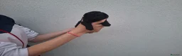 Caniche Toy perros en venta: Caniche toy negro - Anuncio 5