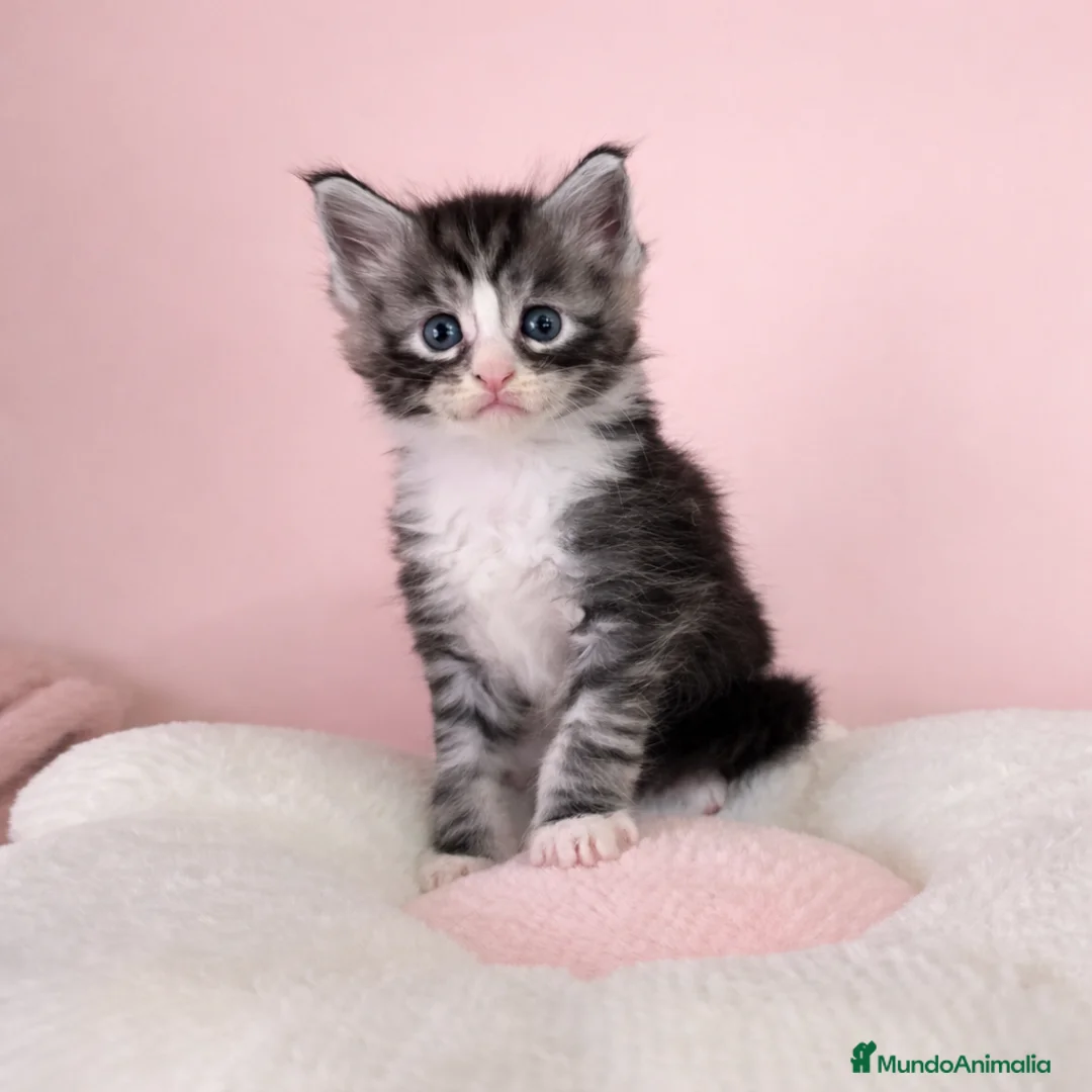 Maine Coon gatos en venta: Gatitos maine coon - Anuncio 2