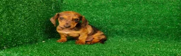 Teckel Miniatura perros en venta: Teckel miniatura  - Anuncio 4