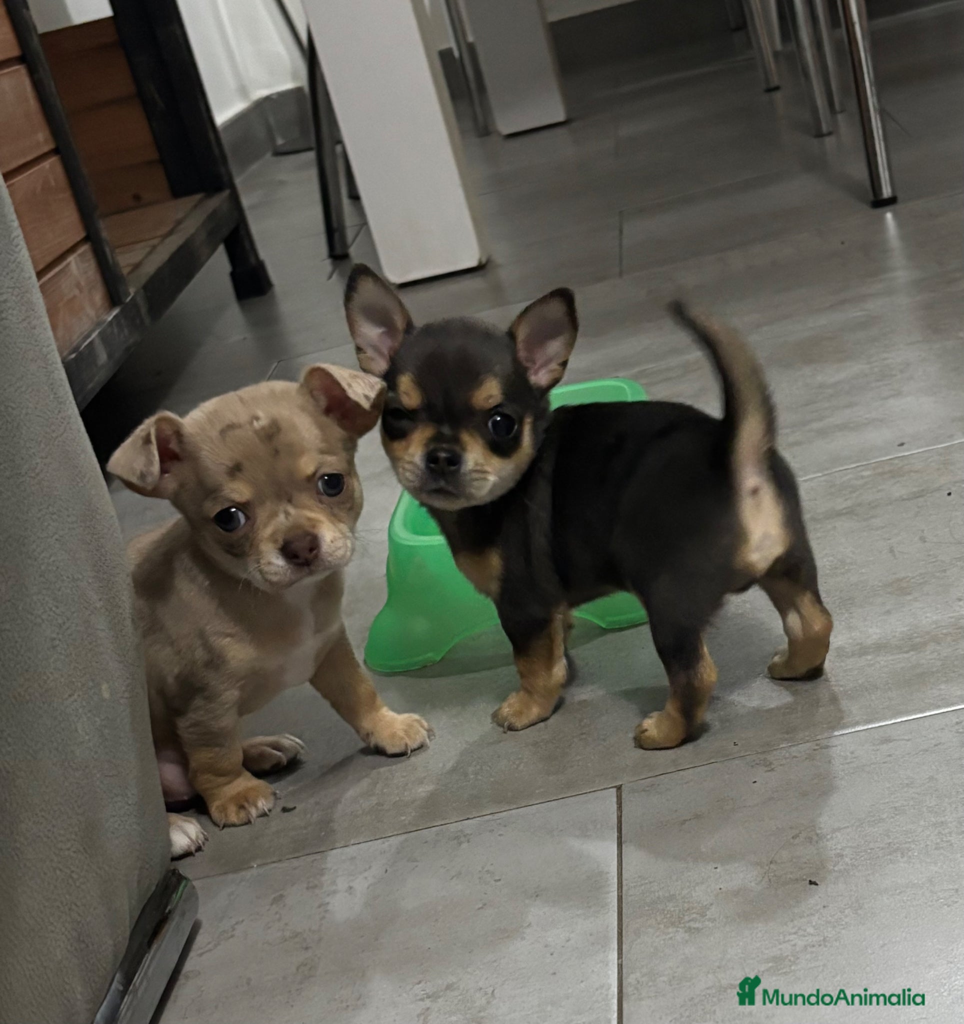 Chihuahua perros Cachorros de Chihuahua 🐾🐶 - Anuncio 1
