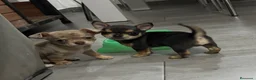 Chihuahua perros en venta: Cachorros de Chihuahua 🐾🐶 en Alicante - Anuncio 1