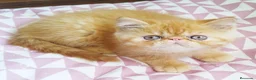Persa gatos en venta: Persa Exótico  - Anuncio 4