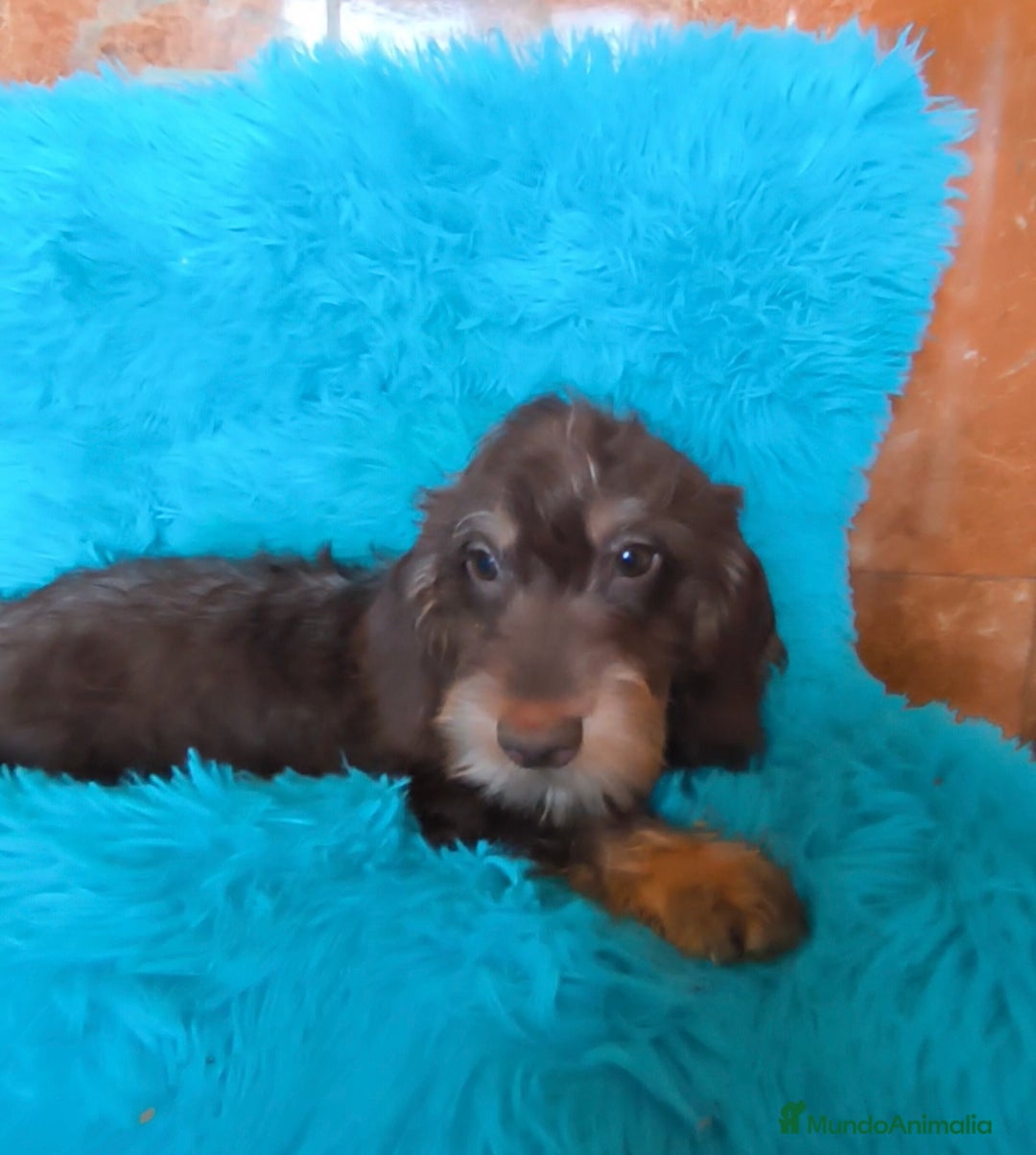 Teckel perros en venta: Kaninchen pelo duro chocolate  - Imagen 1