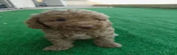 Caniche Toy perros en venta: Caniche Toy - Anuncio 2