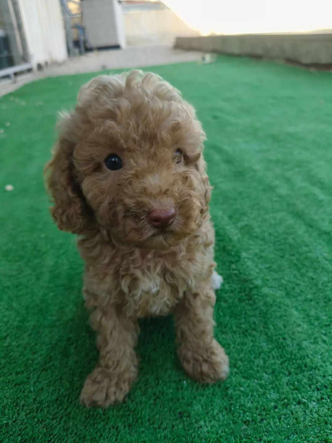 Caniche Toy perros en venta: Caniche Toy - Anuncio 2
