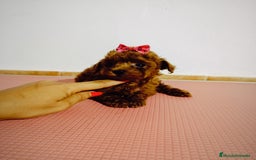 Caniche Toy perros en venta: Caniche toy  - Imagen 4