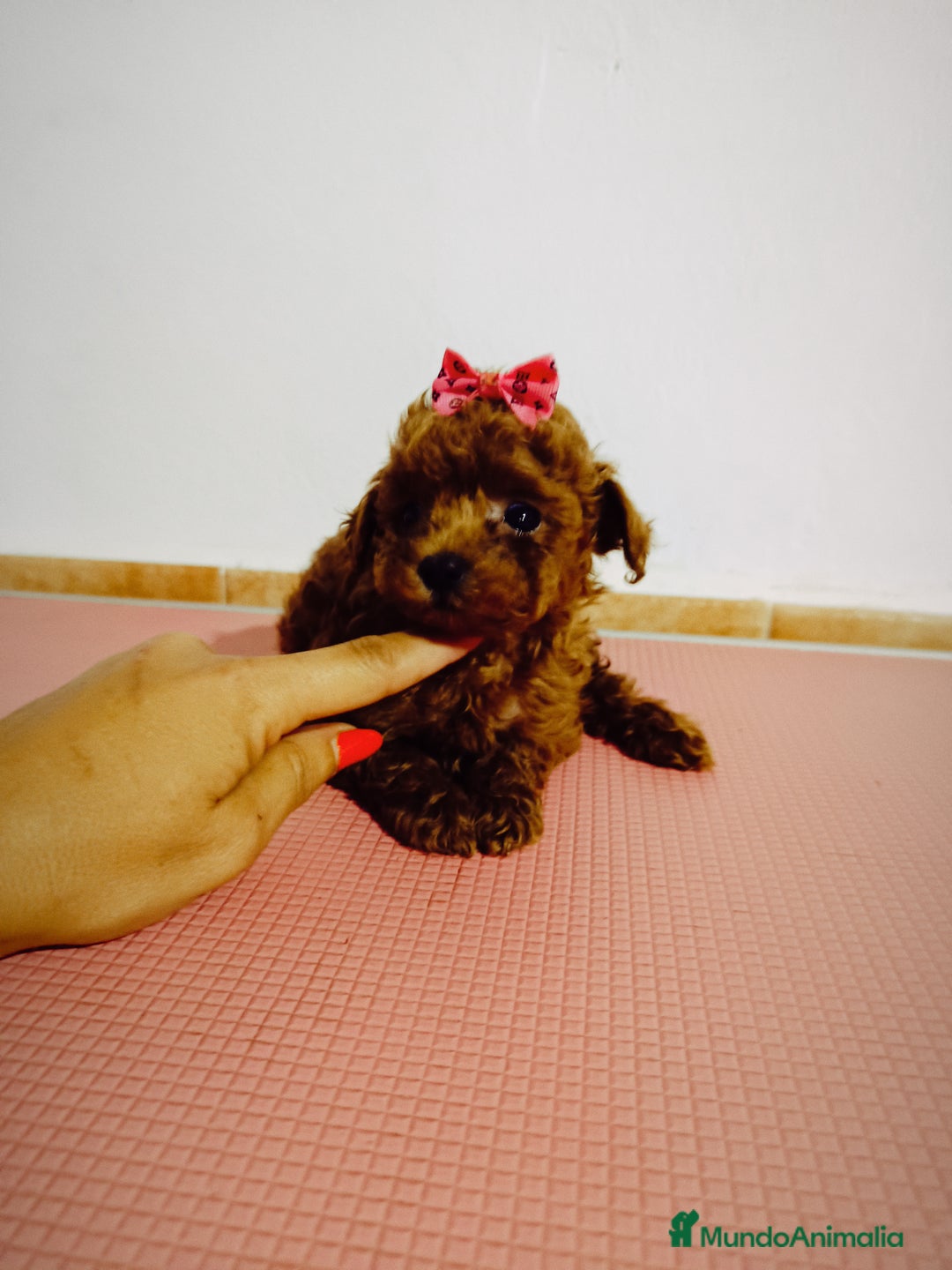 Caniche Toy perros en venta: Caniche toy  - Imagen 4