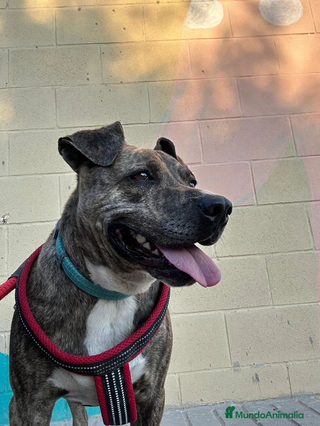 American Pit Bull Terrier perros en adopcion: TIGRE 🥰❤️ en Adopción  - Anuncio 7