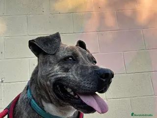 American Pit Bull Terrier perros TIGRE 🥰❤️ en Adopción - Anuncio 4