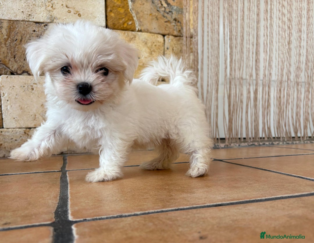 Bichón Maltés perros en venta: BICHÓN MALTÉS  - Imagen 2