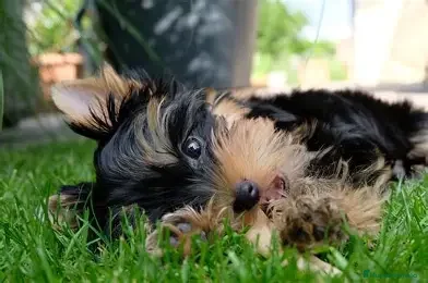 Yorkshire Terrier perros CACHORRO YORKSHIRE TOY – MACHO - Anuncio 2