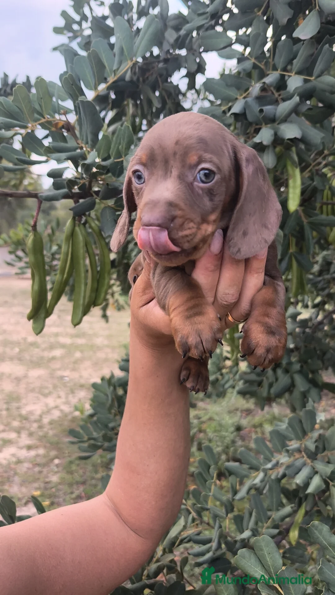 Teckel Miniatura perros en venta: Teckel exclusivo Arlequín ojos azules ♂️ - Anuncio 10