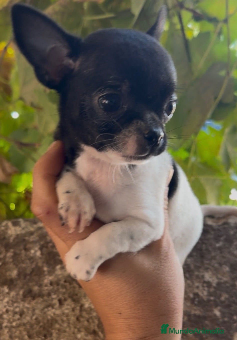 Chihuahua perros Chihuahua  - Anuncio 8