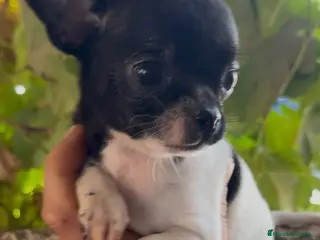 Chihuahua perros Chihuahua - Anuncio 1