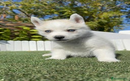 Husky Siberiano perros en venta: HUSKY SIBERIANO - Anuncio 15