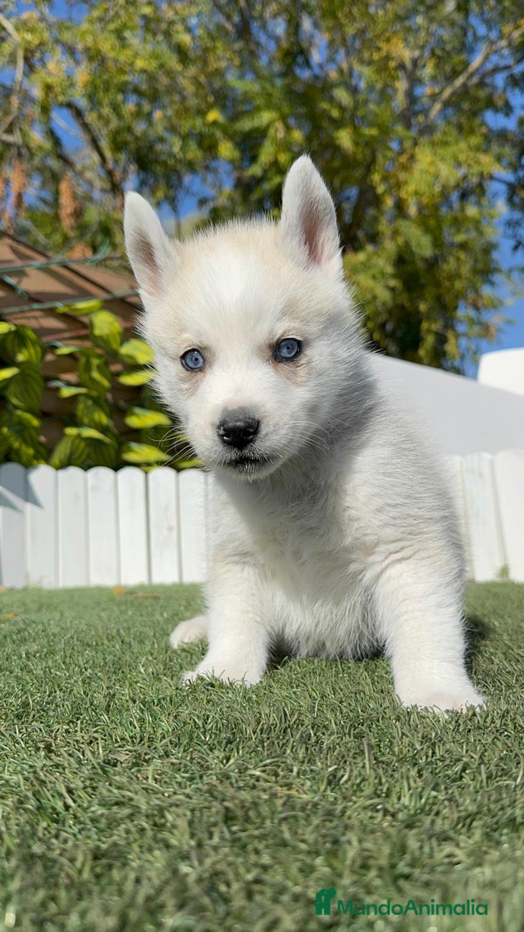 Husky Siberiano perros en venta: HUSKY SIBERIANO - Anuncio 15