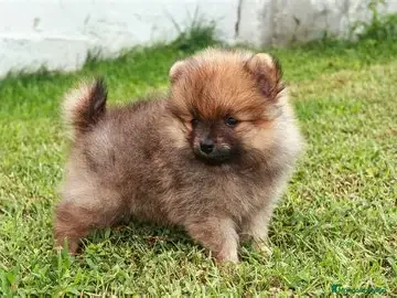 Pomerania perros en venta: CACHORRO POMERANIA - TOY en Barcelona - Anuncio 1