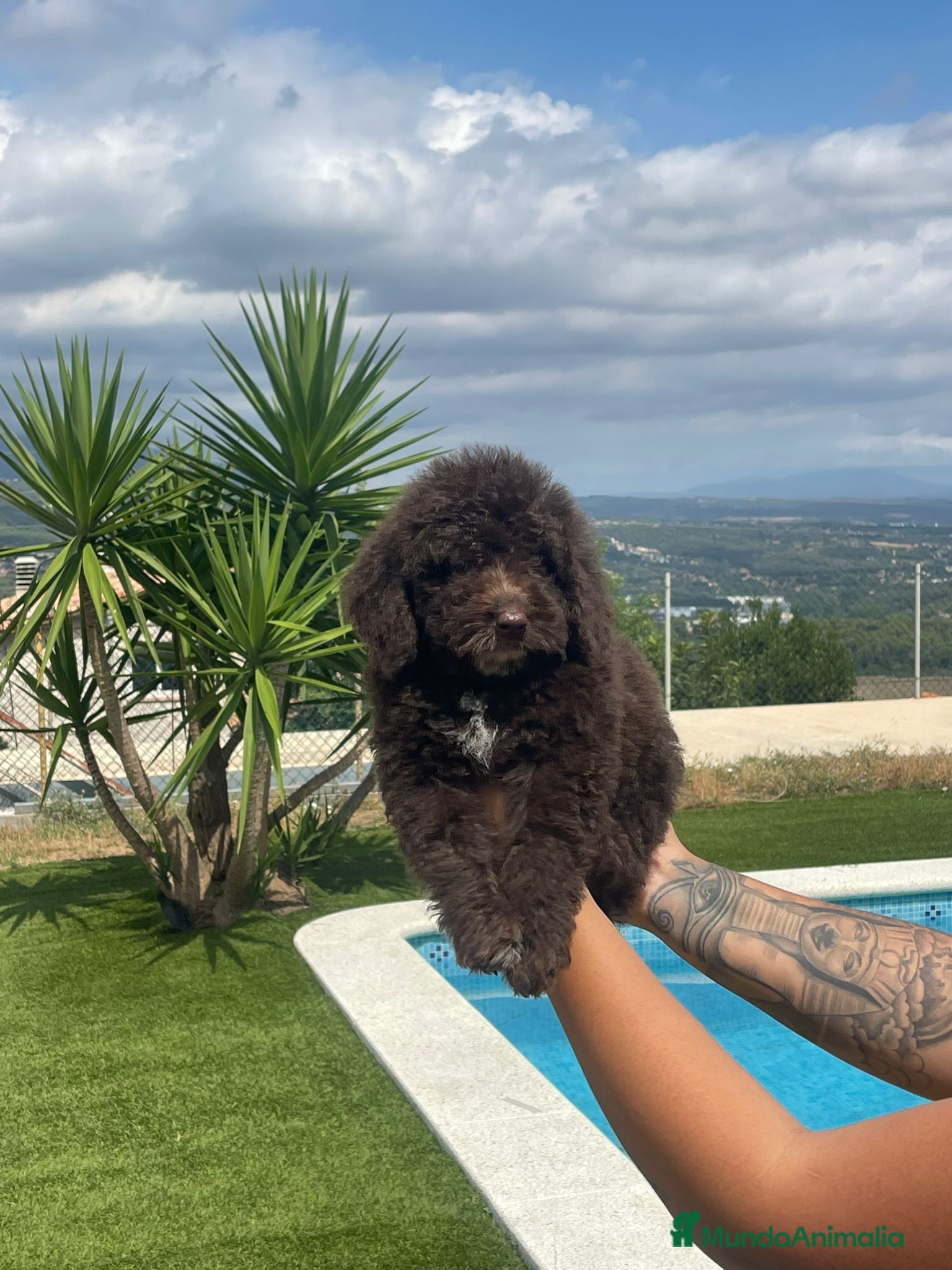 Perro de Agua Español perros 🐶❤️ Perro de Agua Español disponible - Anuncio 1