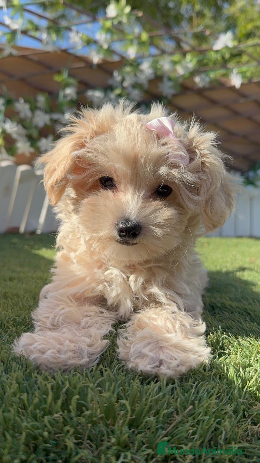 Maltipoo perros MALTIPOO HEMBRA 🎀 - Anuncio 1
