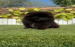 Pomerania perros en venta: POMERANIA MACHO - Imagen 16