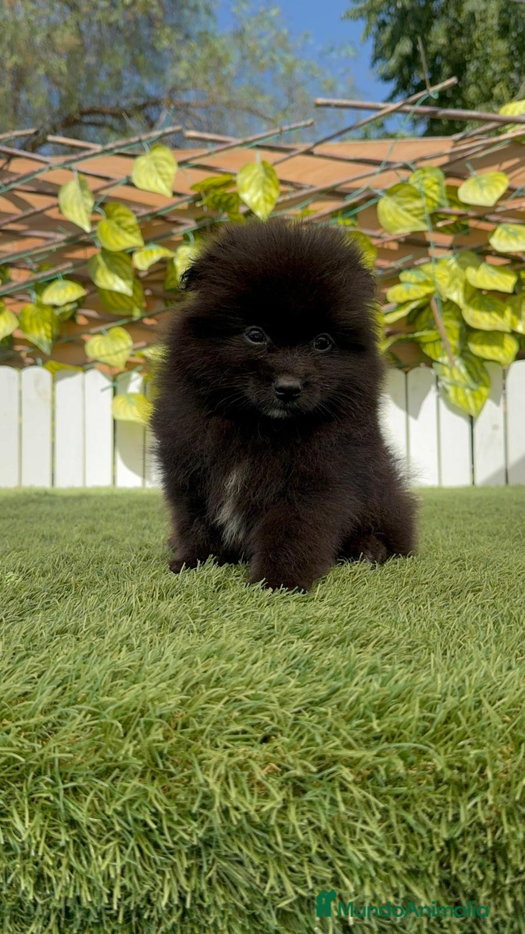 Pomerania perros en venta: POMERANIA MACHO - Imagen 16