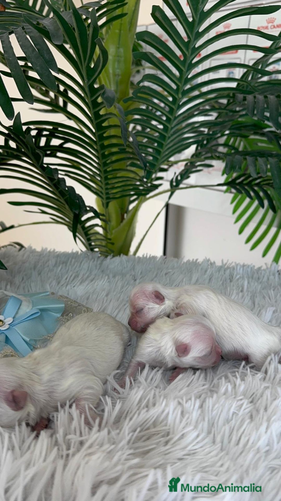 Bichón Maltés perros en venta: BICHON MALTES 100% COREANO - Anuncio 11