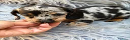 Teckel Miniatura perros en venta: TECKEL MINIATURA ARLEQUIN - Anuncio 9