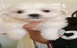 Bichón Maltés perros en venta: Bichón maltés  - Imagen 8