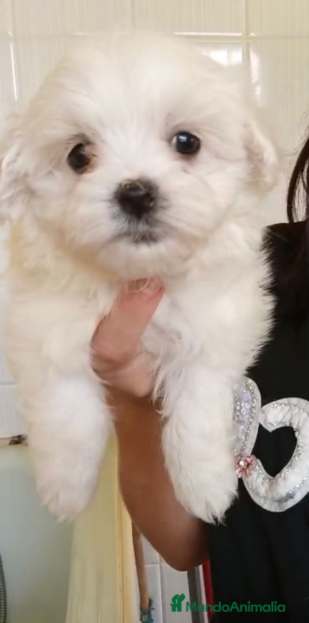Bichón Maltés perros en venta: Bichón maltés  - Imagen 8