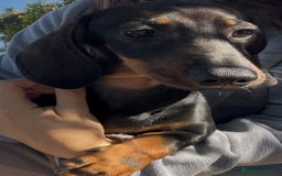 Teckel Miniatura perros en venta: Cachorros de Teckel  - Imagen 2