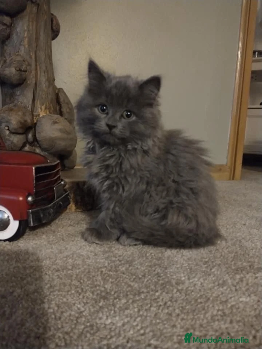 Británico de Pelo Largo gatos en venta: BRITISHLONGHAIR🩶GATITOS EXCLUSIVOS DE PELO LARGO  - Anuncio 2
