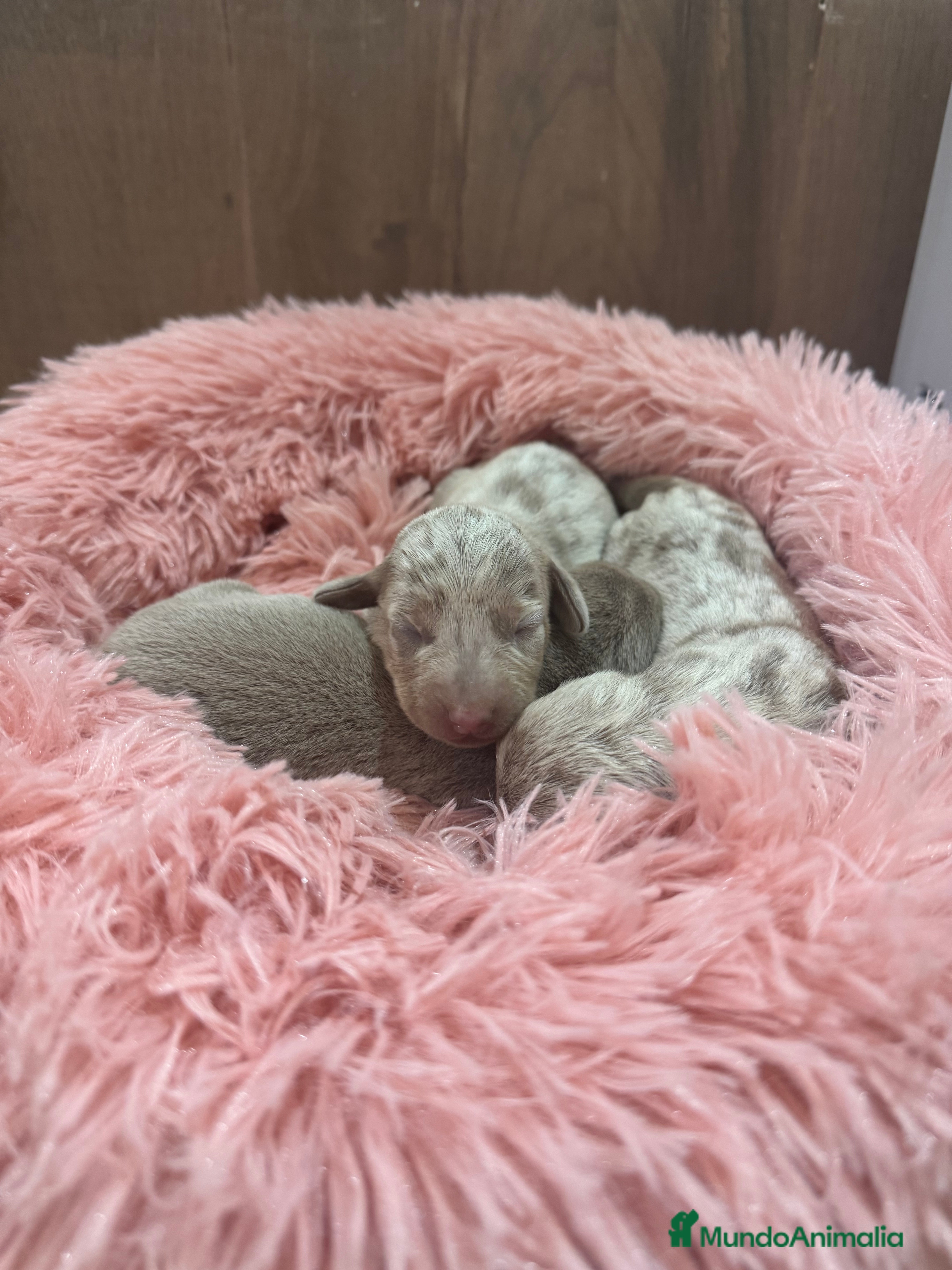 Teckel Miniatura perros teckel arlequin isabela  - Anuncio 1