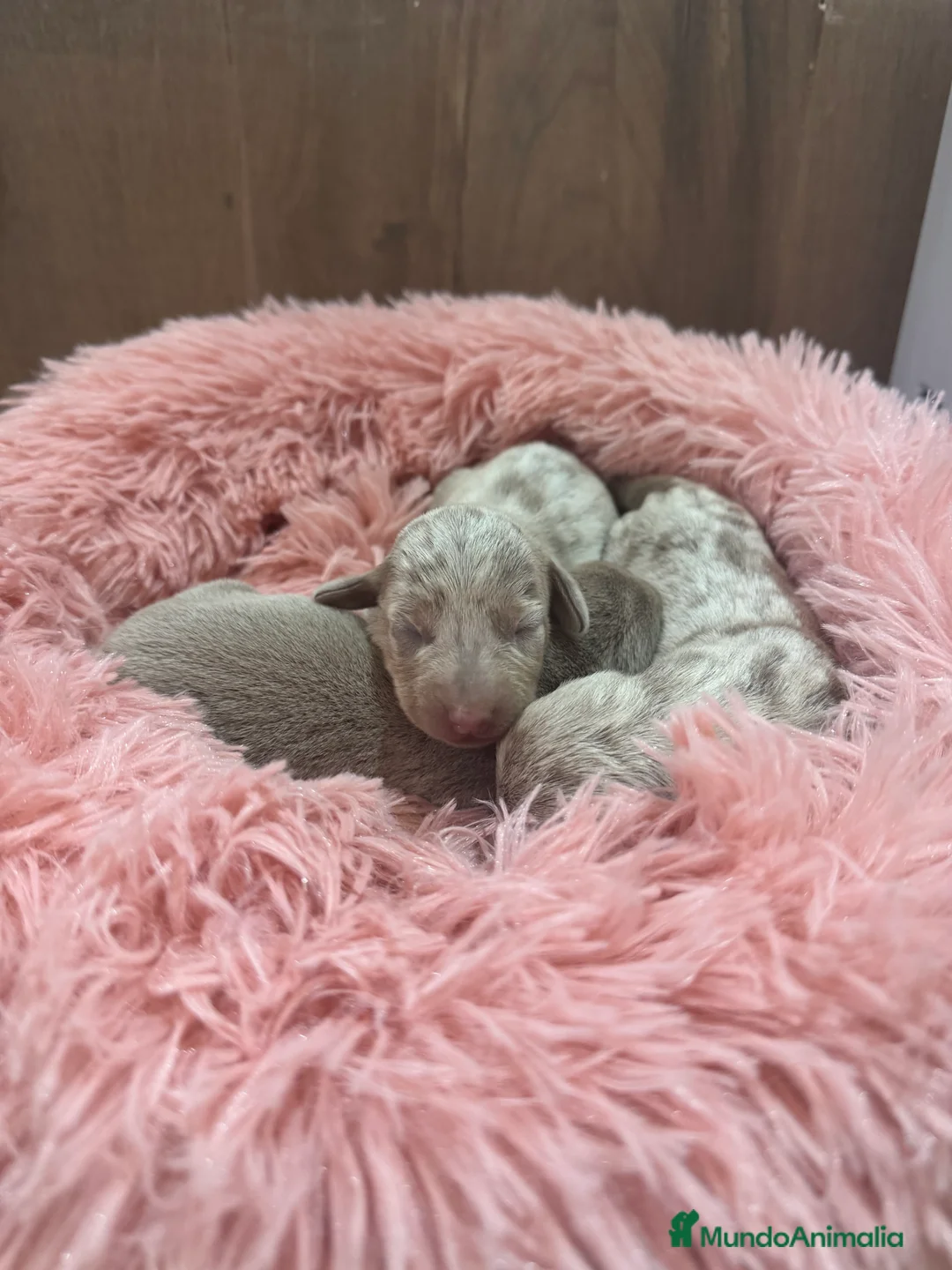 Teckel Miniatura perros en venta: teckel arlequin isabela  - Anuncio 1