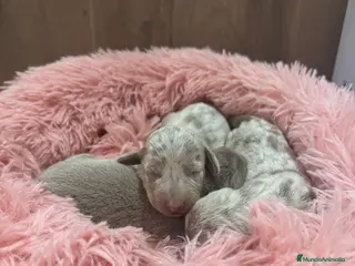 Teckel Miniatura perros teckel arlequin isabela - Anuncio 1